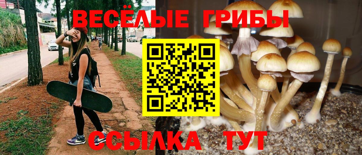 Псилоцибиновые грибы прущие грибы Ростов Великий